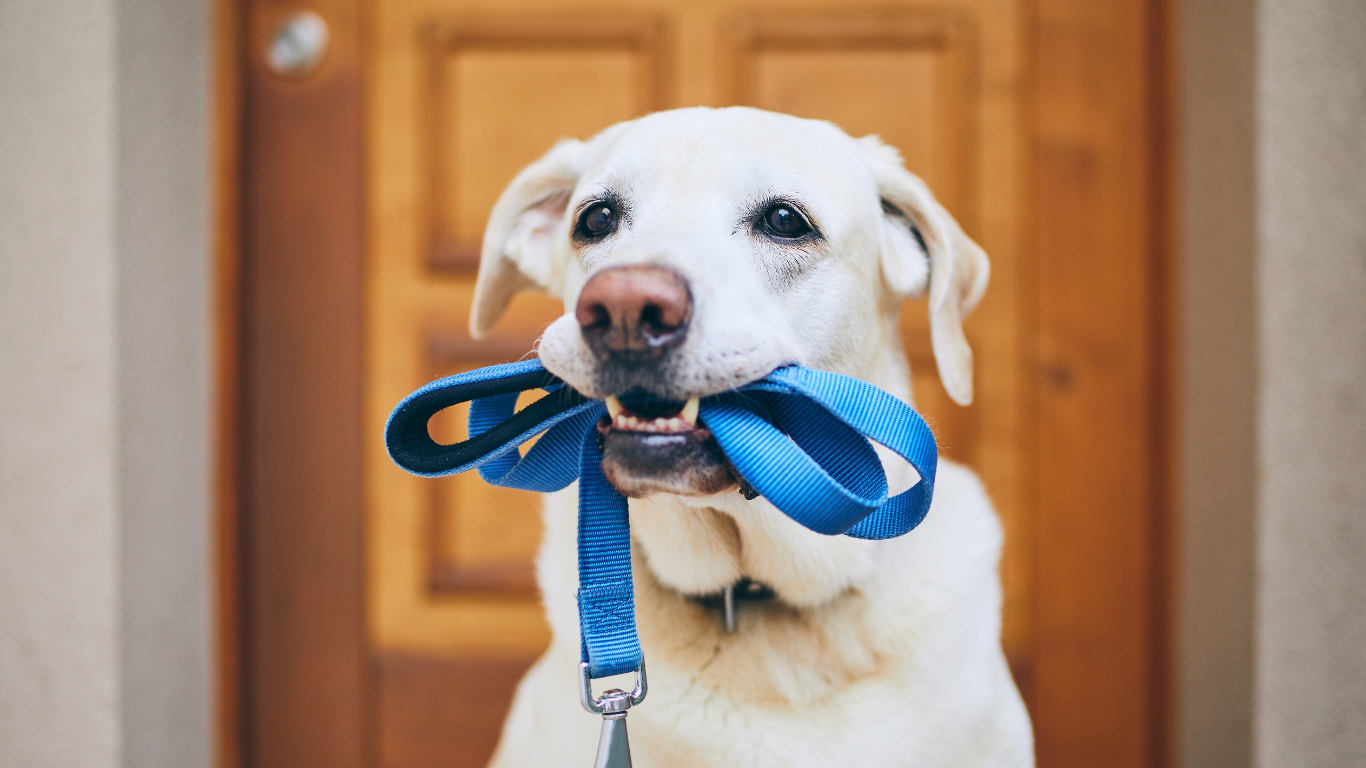 Golden Retriever Dog with Blue fabric lead in it's mouth