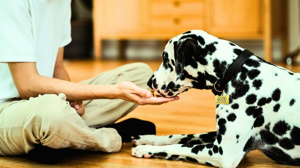Expert-Tips-for-Long-Term-Home-Sharing-Success-with-hapipod-15-1024x576 6 Tips to Introduce Your Dog to New Housemates